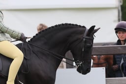 140 Show Hunter Pony 143cm
