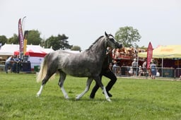 E34_2031 2026