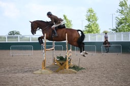 CL10 HOYS LW WORKING HUNTER