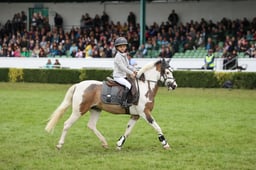 Showjumping - Mini Major