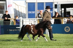 Miniature Shetlands