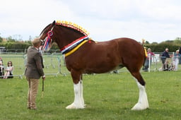 E36_1419 2026