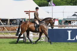95 Novice Riding Horse