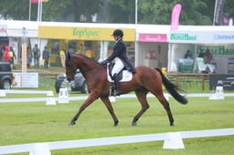 156 JUNGLE KING