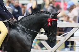 133 Show Pony First Ridden