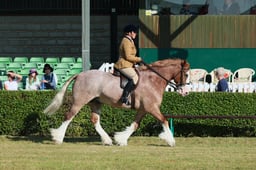 S61_0057 2026