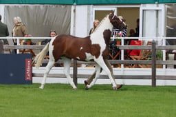 S28_8268 2026