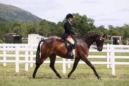 H204-203 HOYS HACK CHAMPIONSHIP