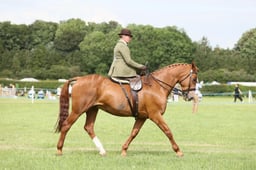 E36_2270 2026