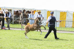E34_1487 2026