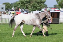 C33_0107 2026