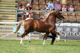 52 Colts 2yrs