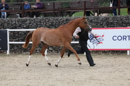 32a BNC Pure Bred Junior Geldings