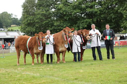 Exhibitor Owned Team of 3 - Beef