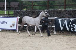 35 BNC Pure Bred Colts 2yrs