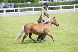 CLH221 Miniature Horse MaresGelding