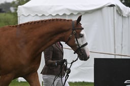 Class 4A Two Year Old Colt or Gelding