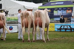 Exhibitor Bred Pairs Interbreed Champs - Dairy