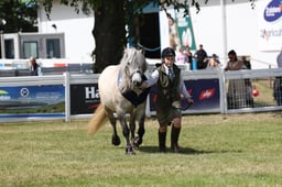 Heavy Horse Young Handler