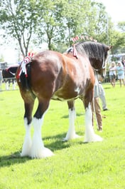 E33_4332 2026