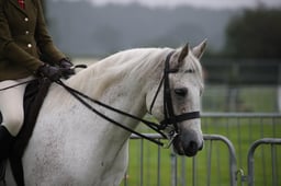 37 M&M RIDDEN CONNEMARA