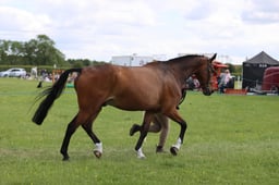 J36_7811 2026