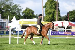 Show Hunter Ponies