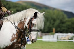 112-09 Training Stakes Championships