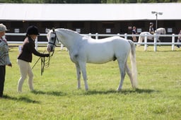 H239 SFAS Amateur M&M Ridden