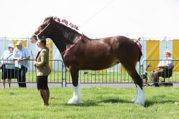 E33_4451 2026