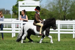 H19_0617 2026
