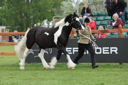 25 Coloured Native Horse In Hand