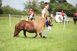 109 Miniature Shetland Mare