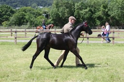 H86 Welsh PB Yearling