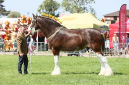 E33_4654 2026