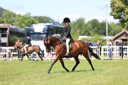 H165 HOYS Show Pony 128cms