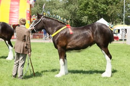 E33_4656 2026