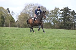 147 Grantstown Harry