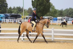 105D Show Pony Championship