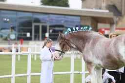 403 Gelding 4yrs & Over