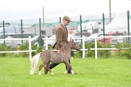 470 CHAPS Non Native Yearling