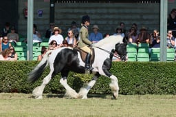 S61_0674 2026
