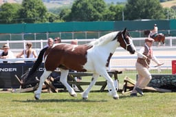 Z68_0560 2026