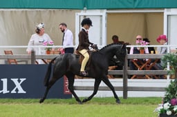 139 Show Hunter Pony 133cm