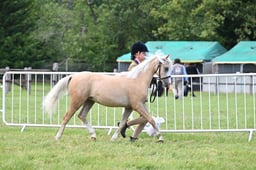 H140 Palomino & Dilutes Youngstock