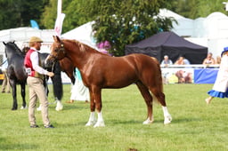 E69_1285 2026