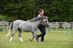 CLH68 Welsh A 2-3 years Colt