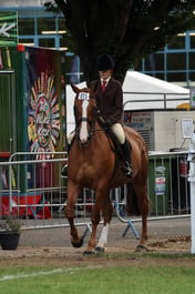 81 Show Hunter Pony 158cm