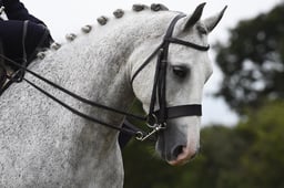 52 Classical Ladies Side Saddle