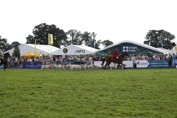 PARADE OF HOUNDS